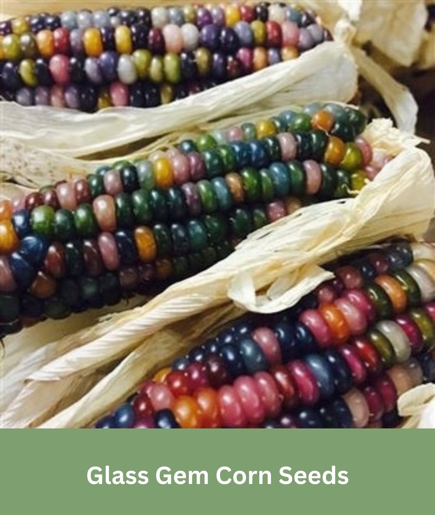 Glass Gem Corn Seeds, Rare Indian Corn, Heirloom,