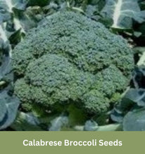 Load image into Gallery viewer, Heirloom Broccoli Seeds, Calabrese
