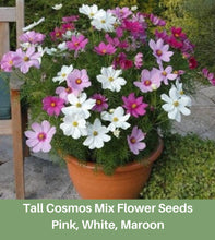 Load image into Gallery viewer, Tall Cosmos Mix Flower Seeds, Pink, White, Maroon
