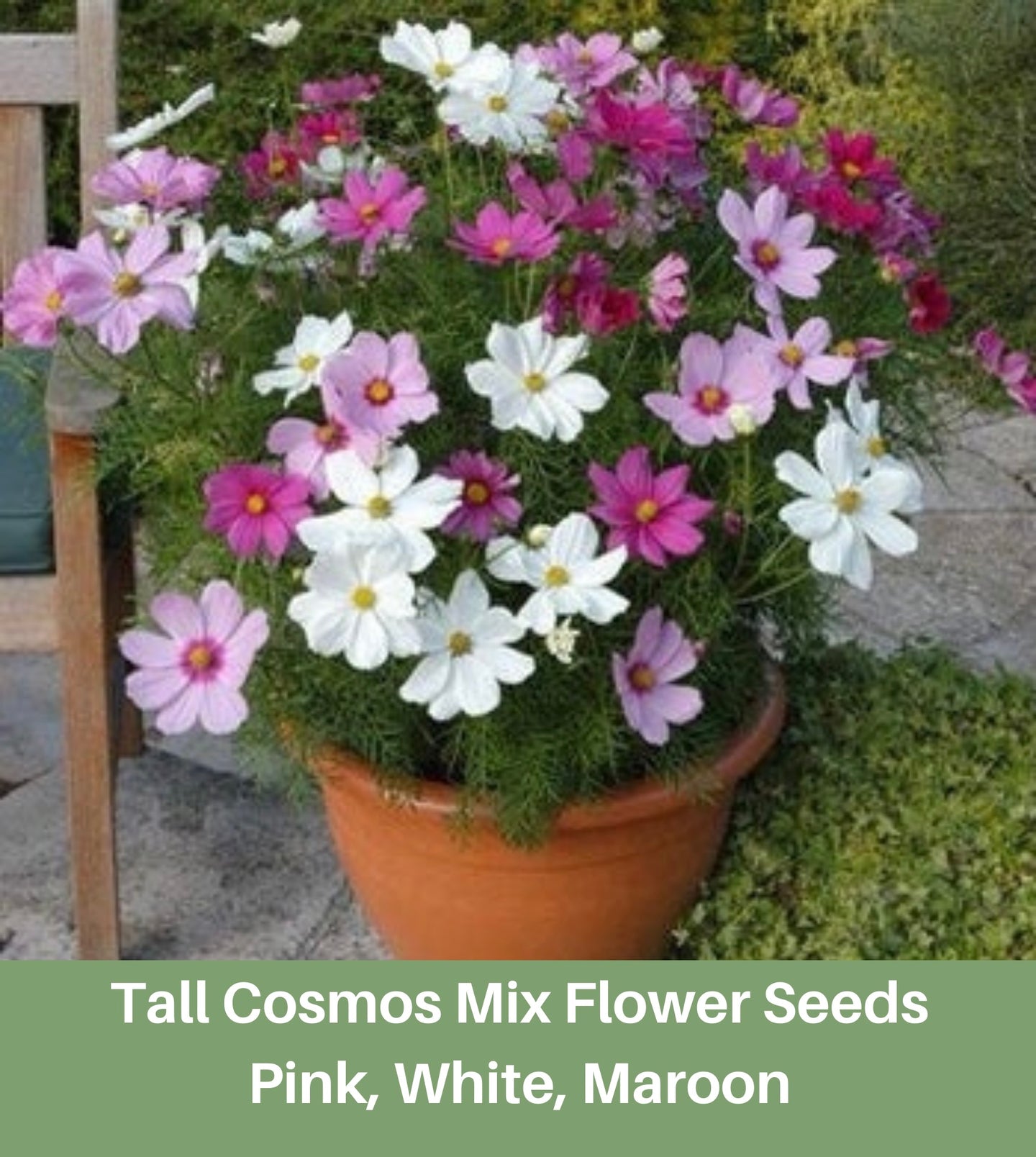 Tall Cosmos Mix Flower Seeds, Pink, White, Maroon