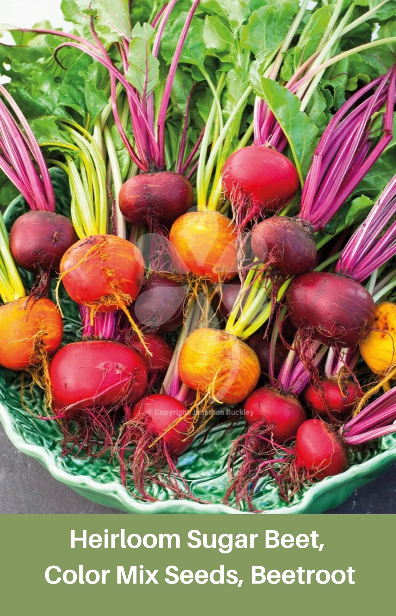 Heirloom Sugar Beet, Color Mix Seeds, Beetroot,