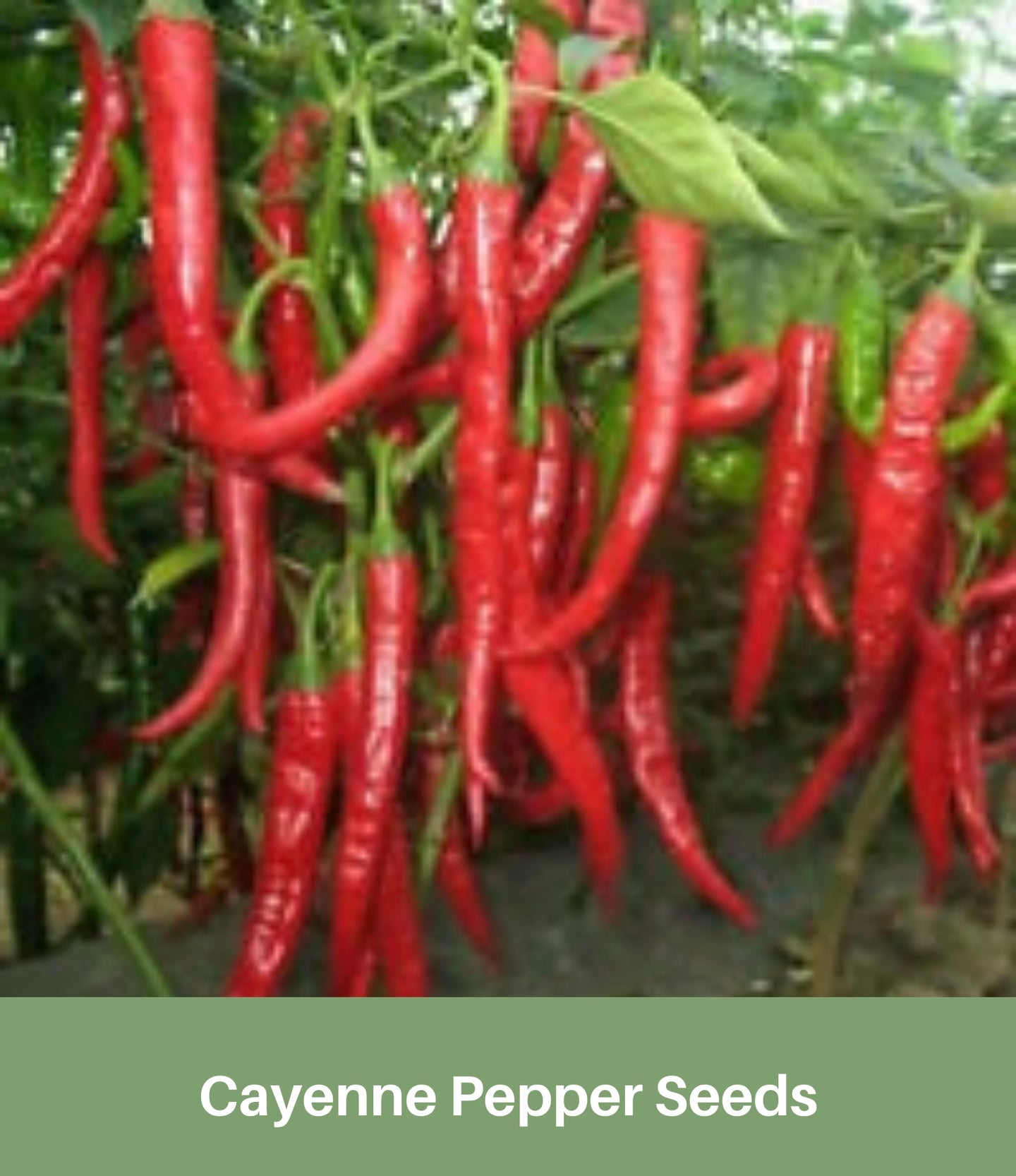 Cayenne Pepper Seeds