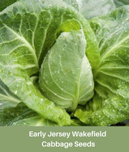 Load image into Gallery viewer, Heirloom Cabbage, Early Jersey Wakefield Seeds
