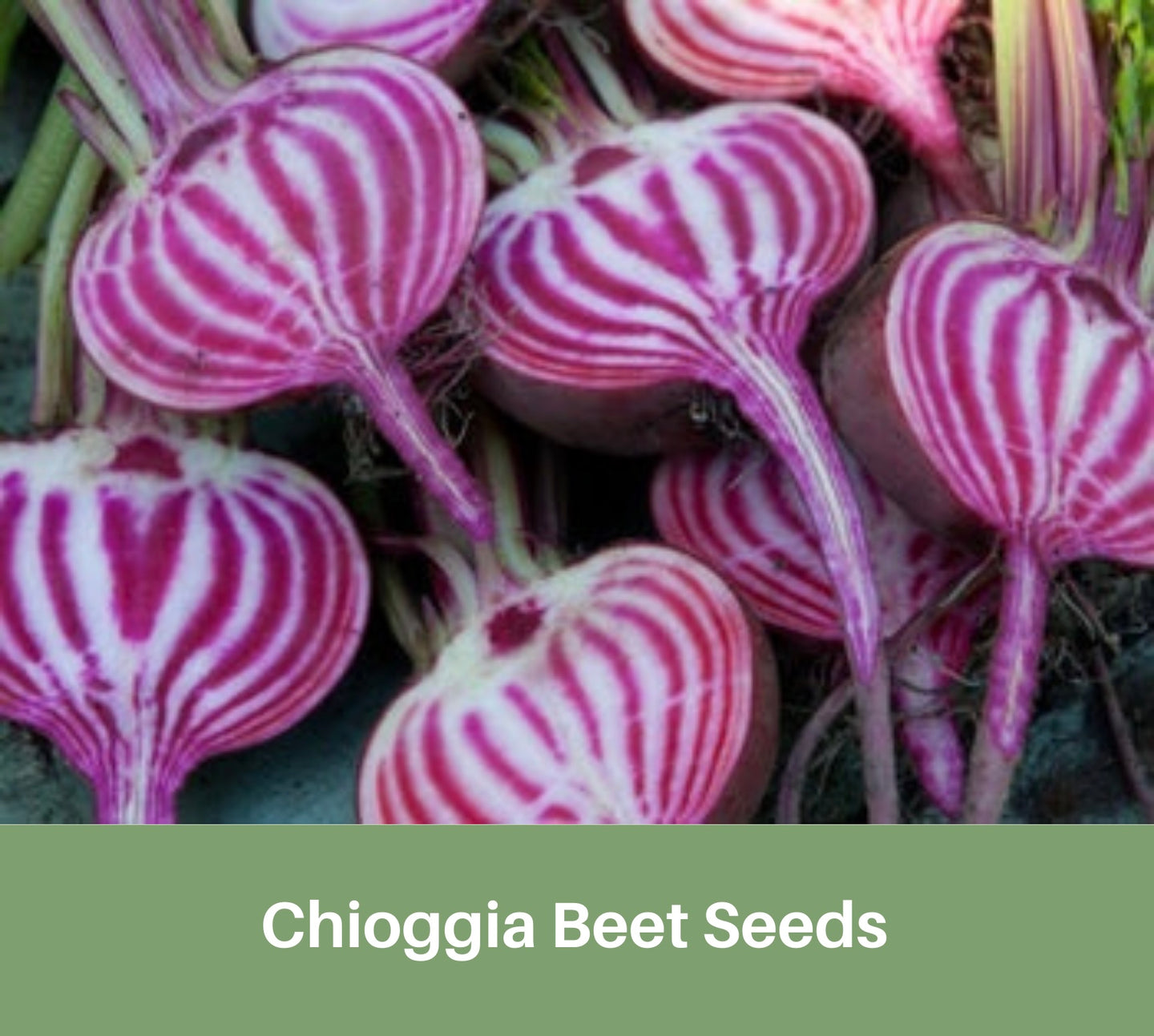 Chioggia Beet Seeds, Heirloom, Organic