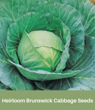 Load image into Gallery viewer, Heirloom Brunswick Cabbage Seeds Organic
