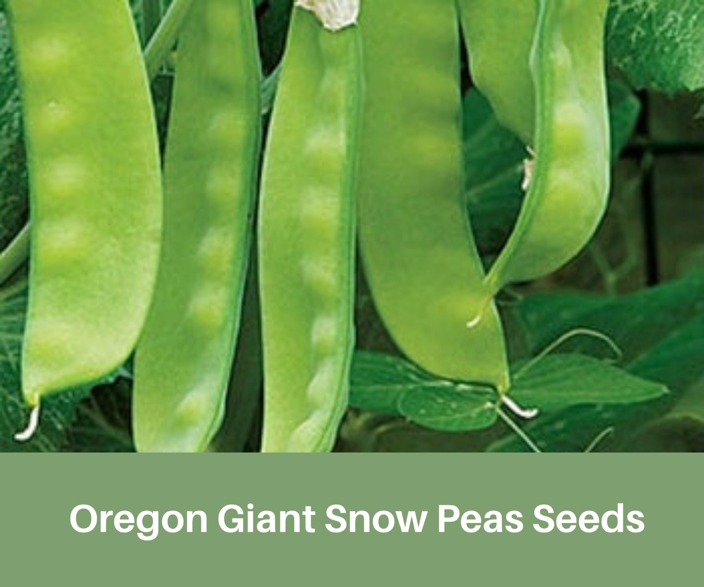 Heirloom Sugar Snow Pea Seeds