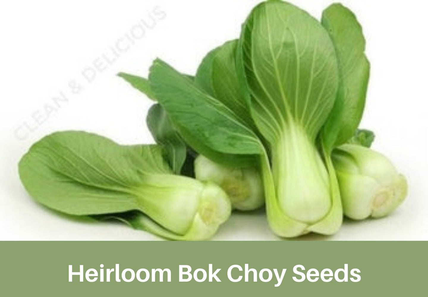 Heirloom Bok Choy Seeds, Organic, Non Gmo