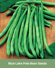 Load image into Gallery viewer, Blue Lake Pole Bean Seeds Heirloom, Organic Non Gmo
