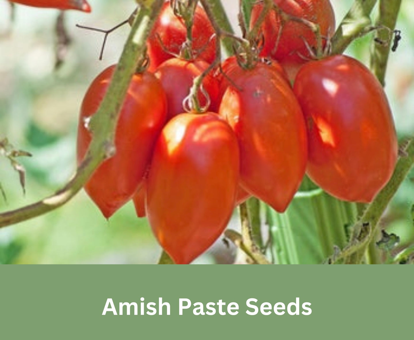 Amish Paste Tomato Seeds