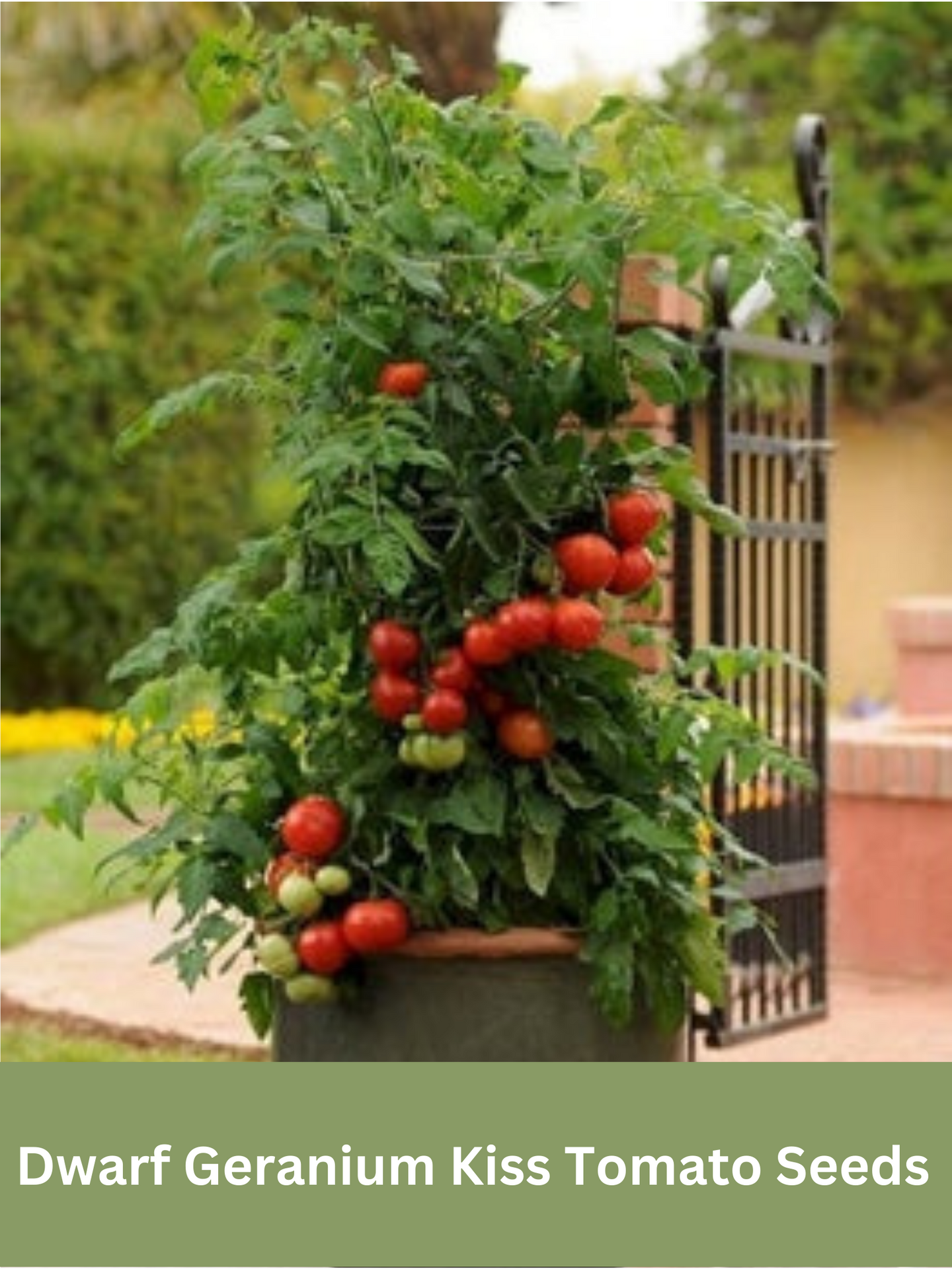 Heirloom Dwarf Geranium Kiss Tomato Seeds, Organic, Non Gmo