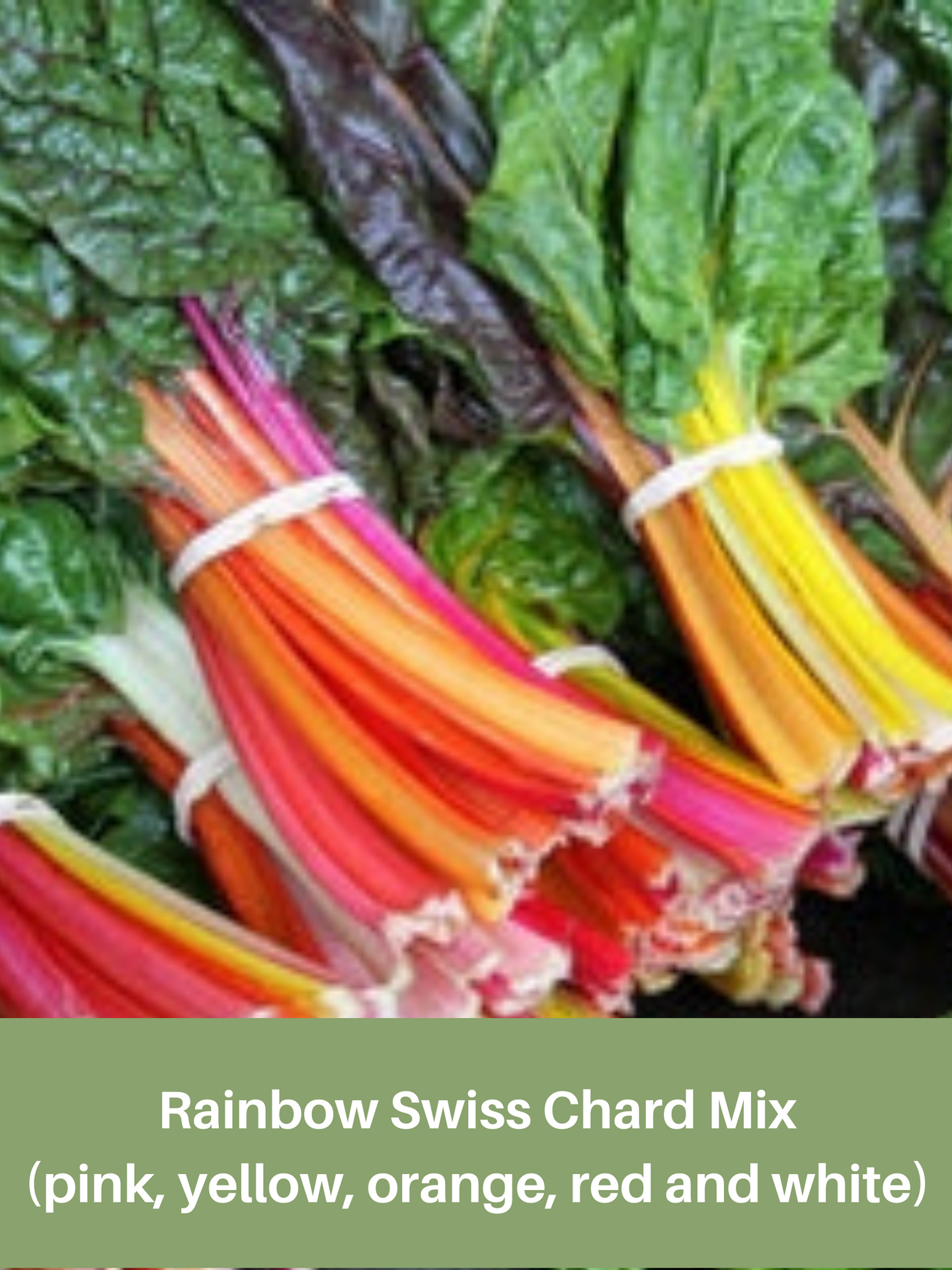Rainbow Swiss Chard MIx, Five Color, Heirloom Seeds, Organic, Non Gmo