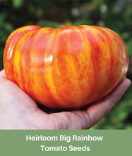 Load image into Gallery viewer, Heirloom Big Rainbow Tomato Seeds, Organic
