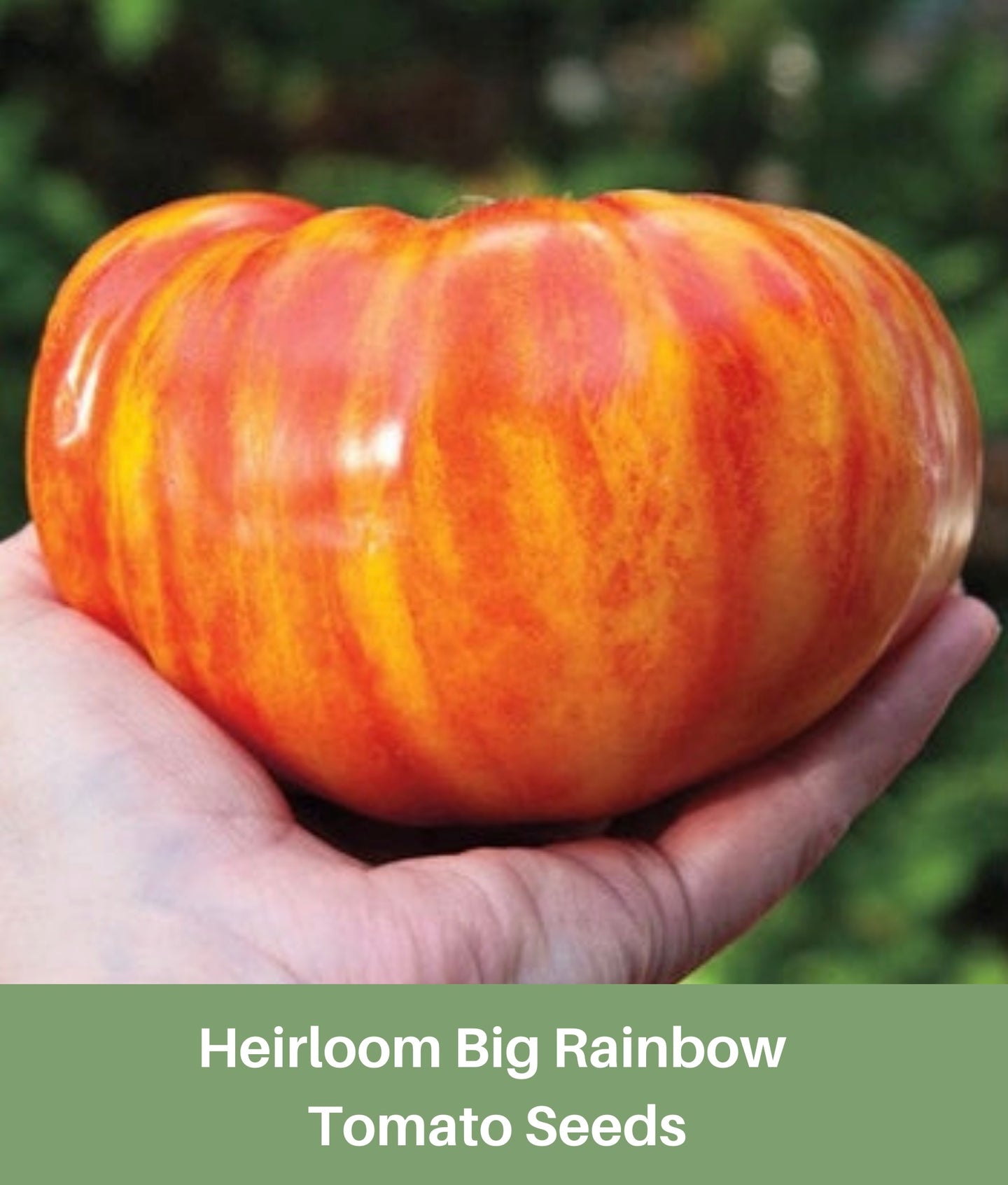 Heirloom Big Rainbow Tomato Seeds, Organic