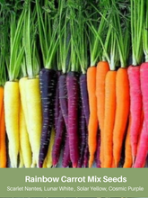 Load image into Gallery viewer, Rainbow Carrot Mix Seeds
