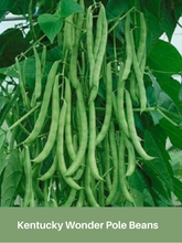 Load image into Gallery viewer, Bean Seeds, Kentucky Wonder, Pole Bean Seeds
