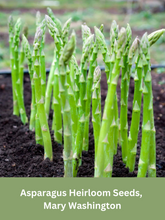 Load image into Gallery viewer, Asparagus Heirloom Seeds, Mary Washington
