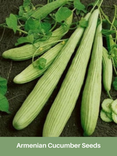 Load image into Gallery viewer, Armenian Cucumber Seeds
