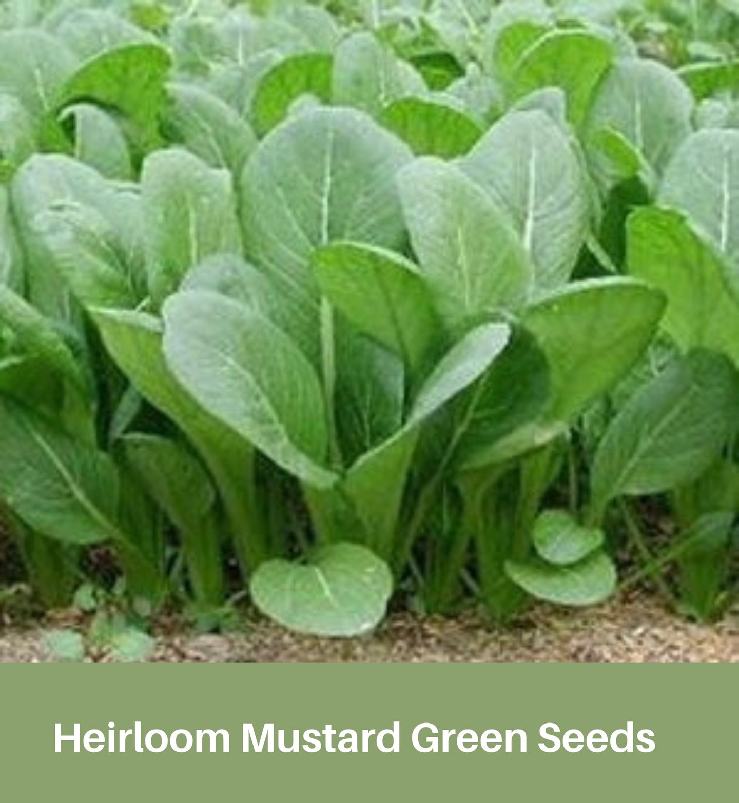 Heirloom Mustard Green Seeds, Tendergreens