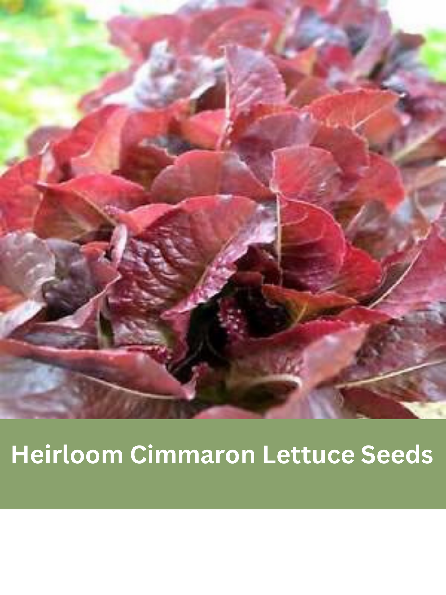 Heirloom Cimmaron Lettuce Seeds