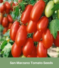 Load image into Gallery viewer, Heirloom San Marzano Tomato Seeds
