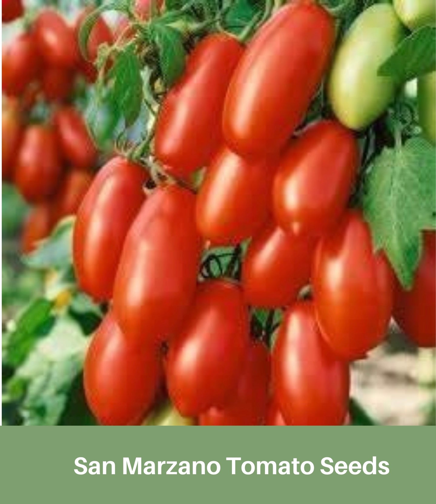 Heirloom San Marzano Tomato Seeds