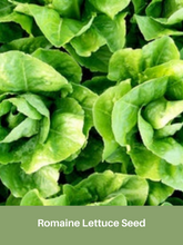 Load image into Gallery viewer, Romaine Lettuce Seed, Parris Island, Heirloom, NON GMO
