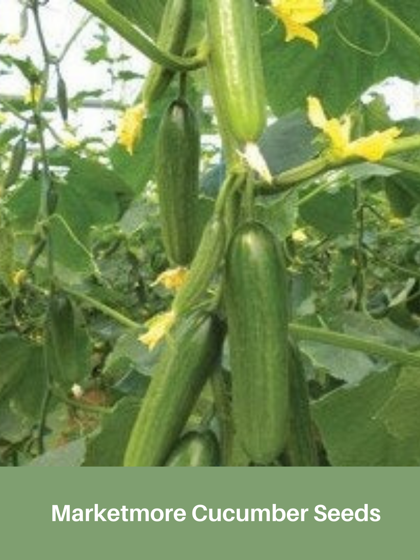 Heirloom Cucumber Seeds, Marketmore