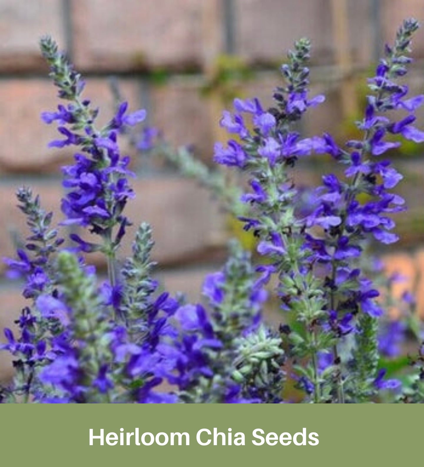 Heirloom Chia Seeds, Herbs, Organic,
