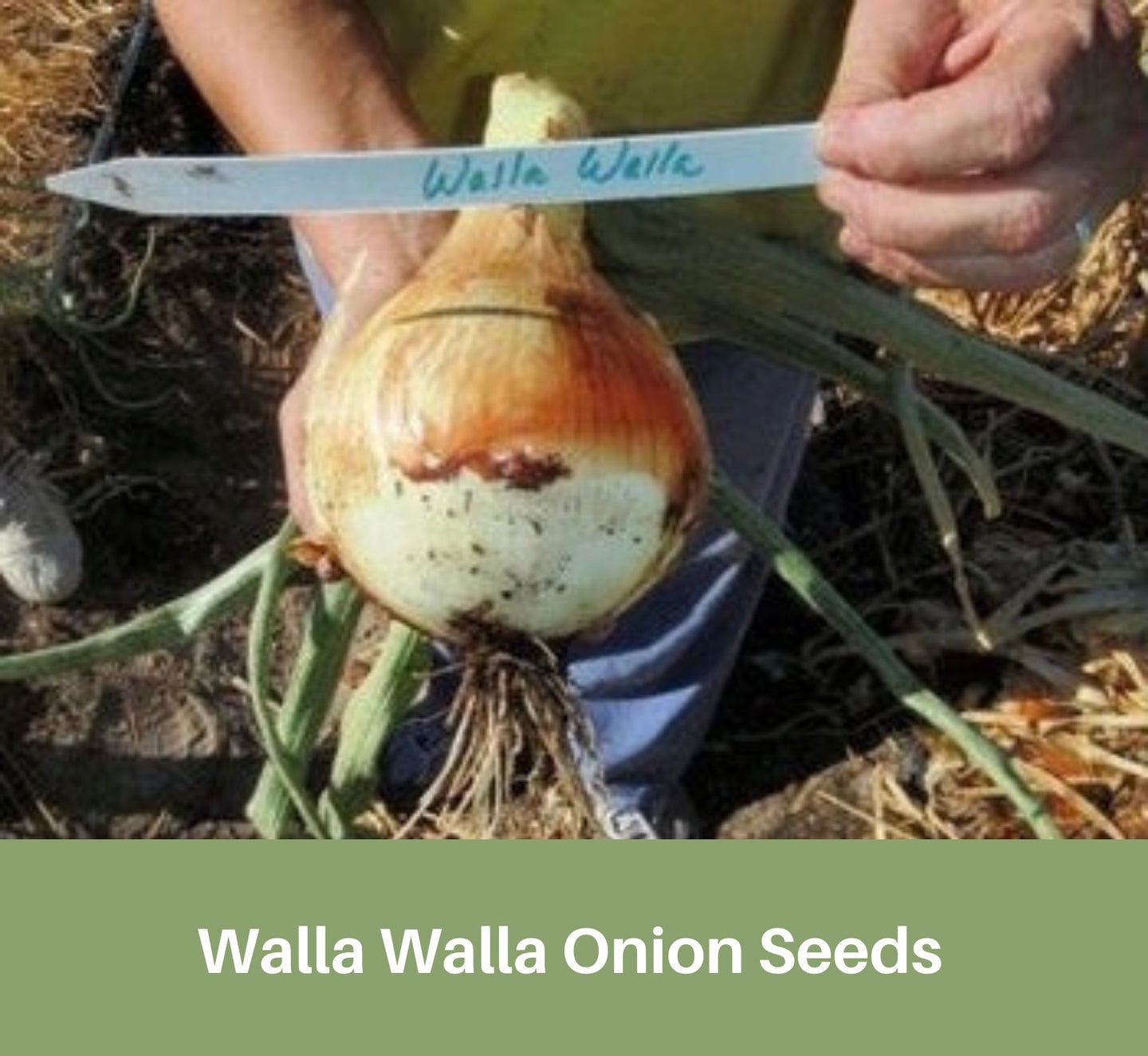 Heirloom Onions, Walla Walla Seeds, Non Gmo, USA,