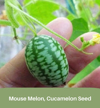 Load image into Gallery viewer, Mouse Melon, Cucamelon Seed, Tiny Melon, Tiny fruit to grow, Melothria scobra, Rare Seeds
