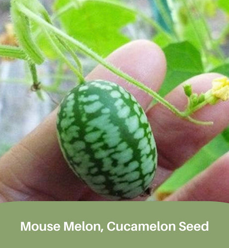 cucamelon seeds