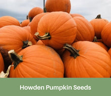 Load image into Gallery viewer, Heirloom, Pumpkin Seeds, Howden

