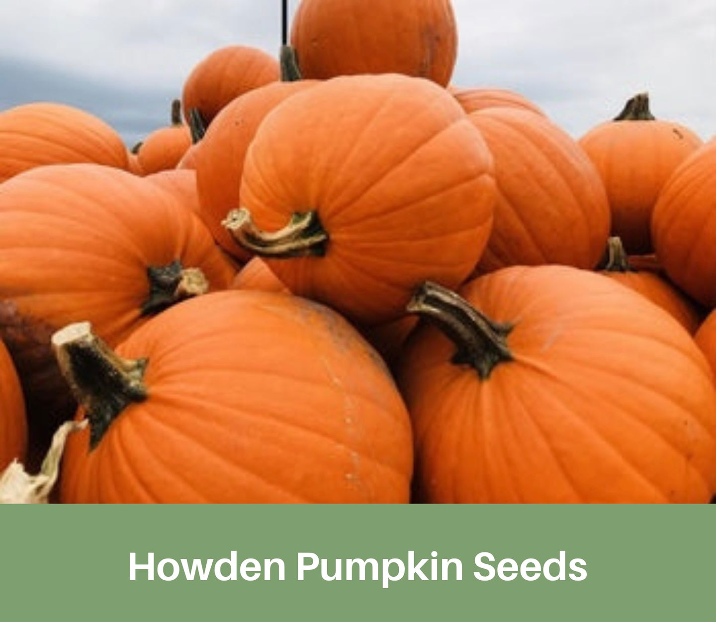Heirloom, Pumpkin Seeds, Howden
