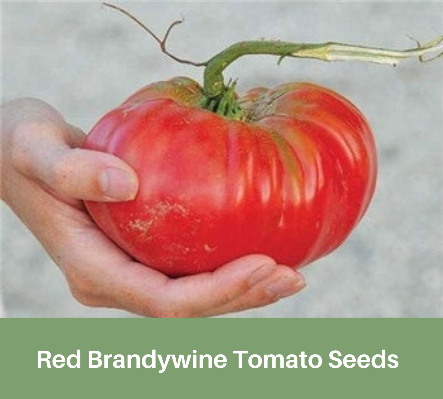 Heirloom Brandywine Tomato Seeds, Beefsteak