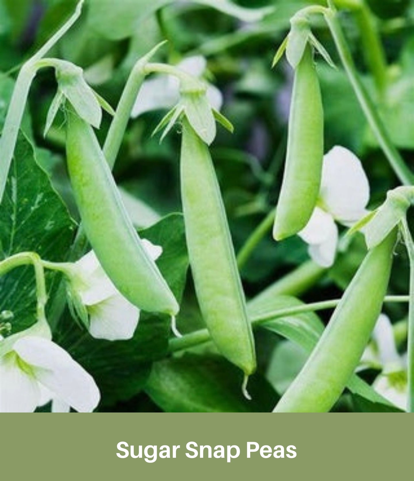 Sugar Snap Peas