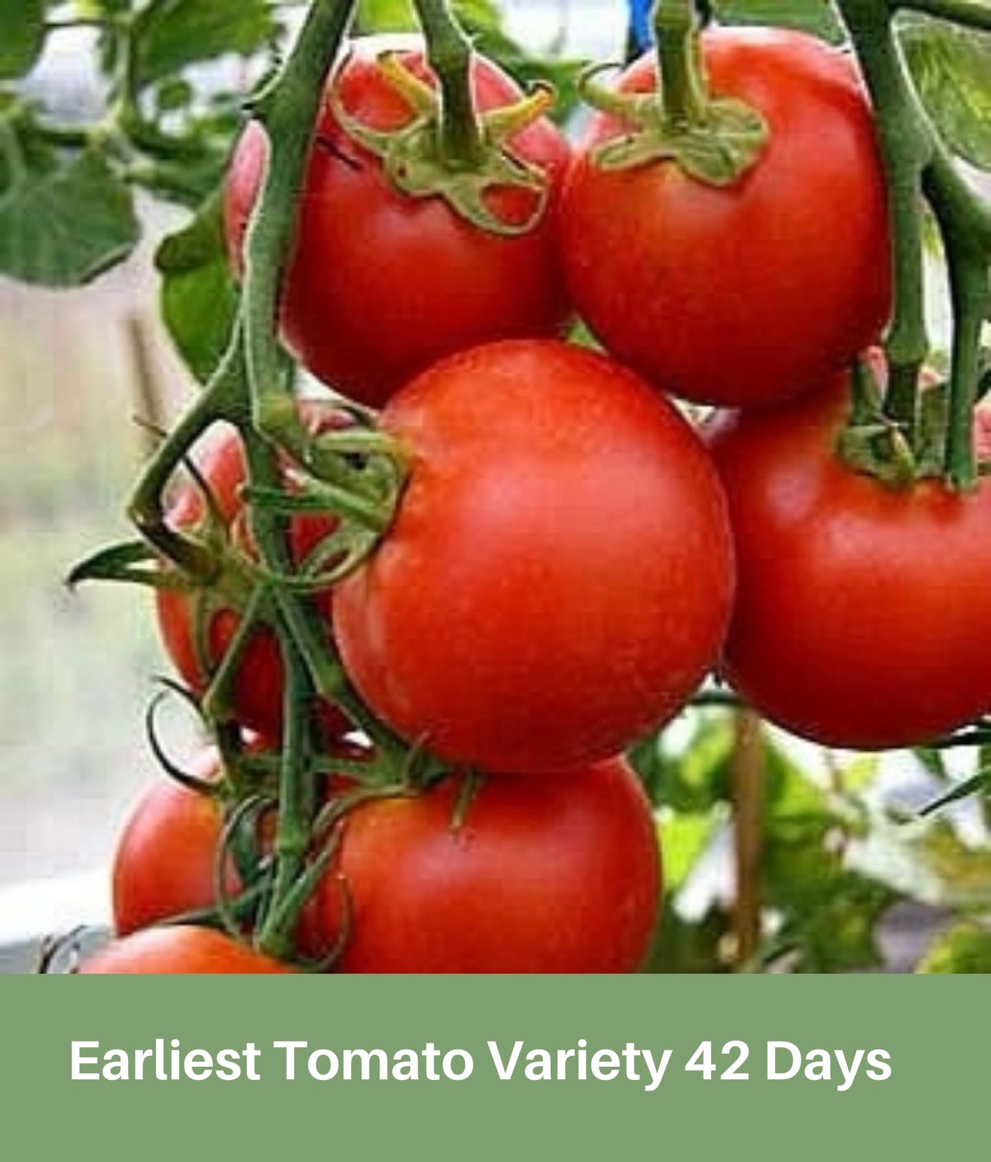Heirloom Tomato Seeds Earliest Tomato Variety 42 Days, First Variety to Yield Tomatoes 20 Seeds