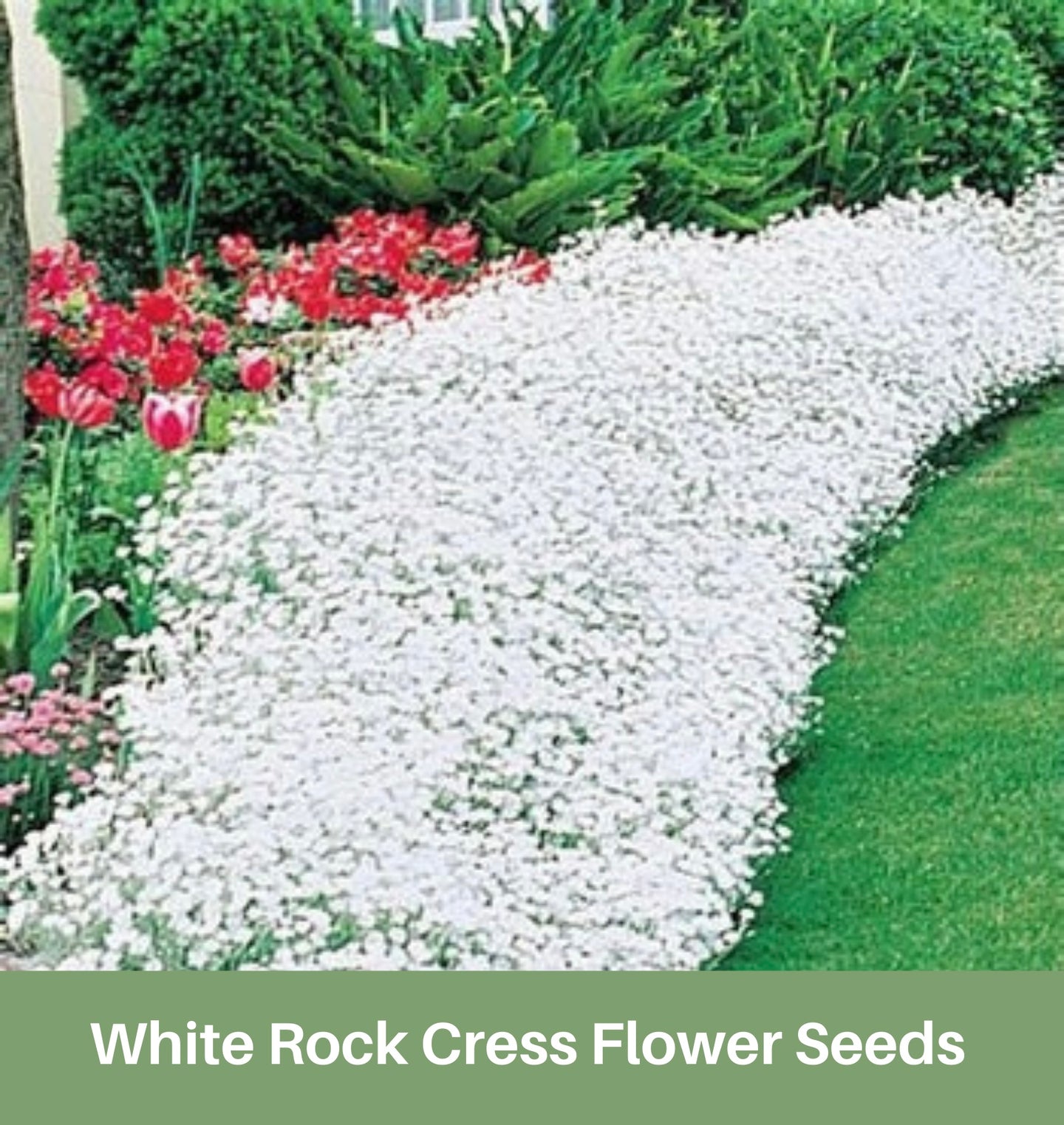 White Rock Cress Flower Seeds, Ground Cover,