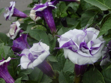 Load image into Gallery viewer, Purple Datura Flower Seeds

