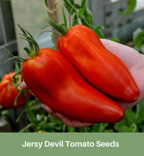 Load image into Gallery viewer, Heirloom Jersy Devil Tomato Seeds, Organic
