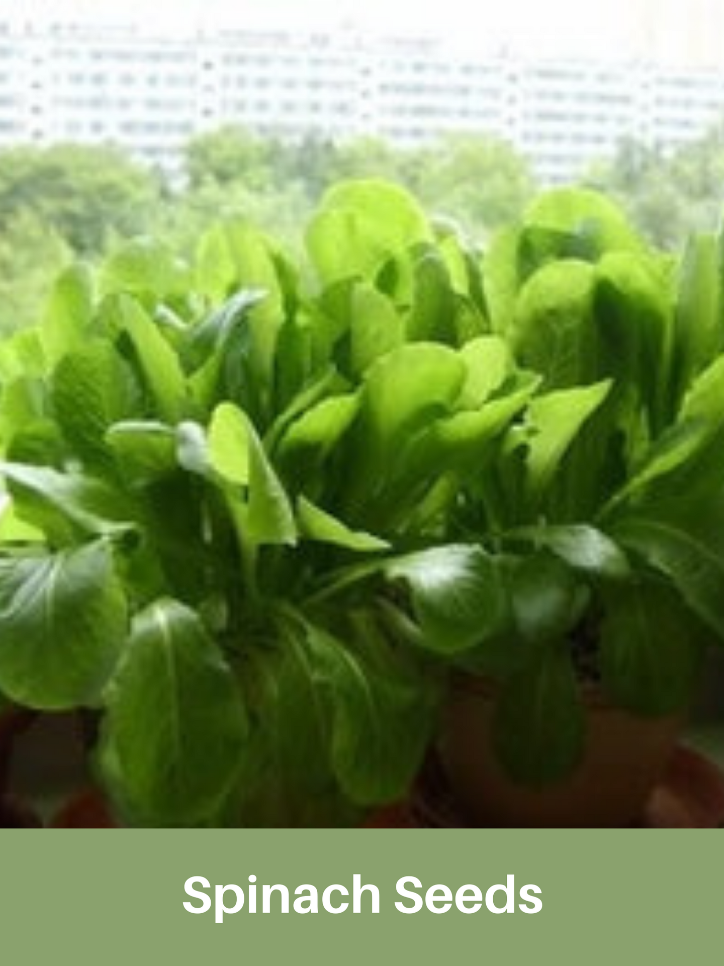 Spinach Seeds, Heirloom, Bloomsdale, Organic,