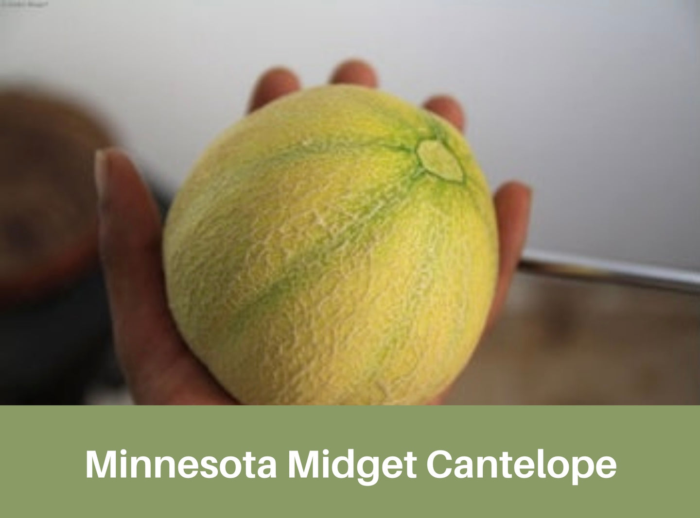 Heirloom Minnesota Midget Cantelope Seeds