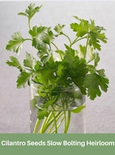 Load image into Gallery viewer, Cilantro Seeds Slow Bolting Heirloom
