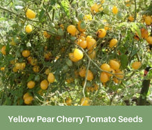 Load image into Gallery viewer, Heirloom Tomato, Yellow Pear, Cherry Tomato Seeds, Organic, NON GMO,  USA, Fruit Seeds, Very Productive
