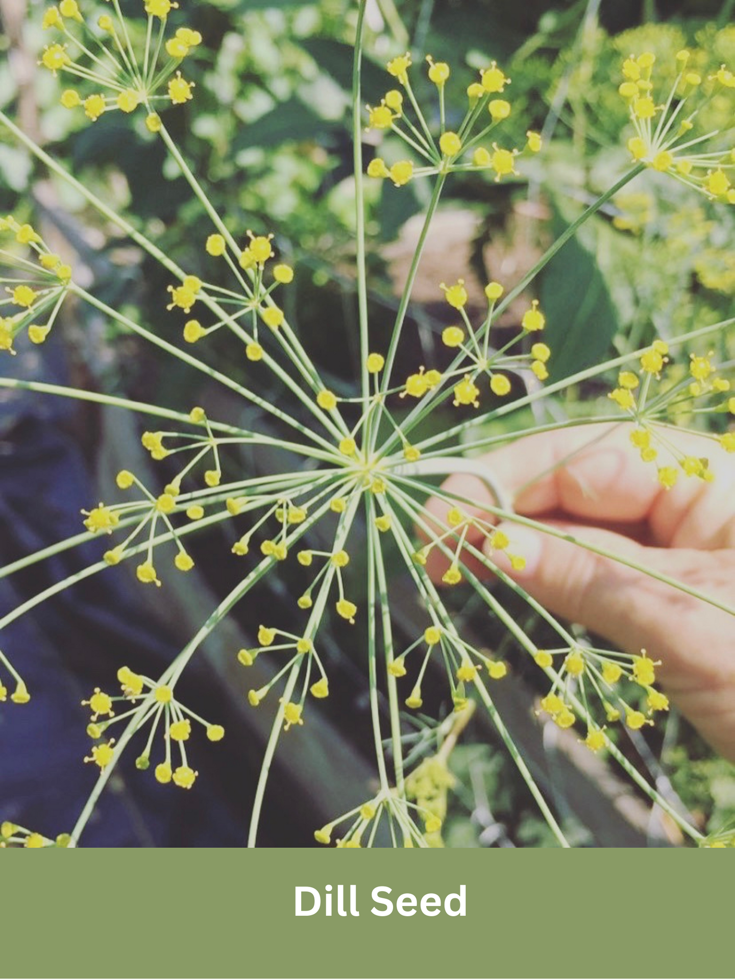 Heirloom Dill Seed, Slow Bolting,