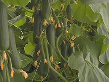 Load image into Gallery viewer, Beit Alpha Cucumber Seeds
