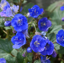 Load image into Gallery viewer, California Bluebell Flower Seeds
