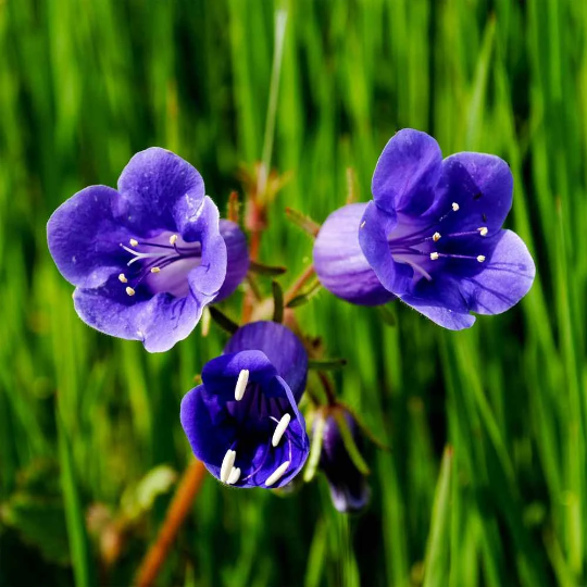 California Bluebell Flower Seeds