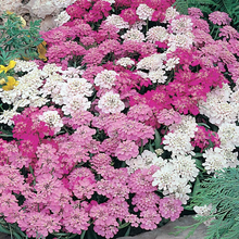 Load image into Gallery viewer, Buy Online High Quality Candytuft Mix Flower Seeds | Buy Rare, And Extraordinary Heirloom Seeds - Seeds to Cherish
