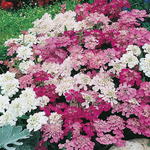 Buy Online High Quality Candytuft Mix Flower Seeds | Buy Rare, And Extraordinary Heirloom Seeds - Seeds to Cherish