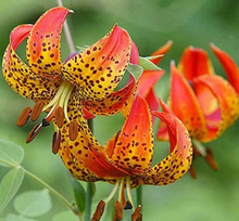 Load image into Gallery viewer, Turks Cap Lily Flower Seeds

